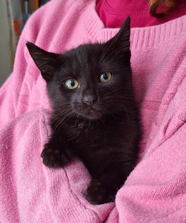 Pepe, Micio Peperino Da Cuore D'oro