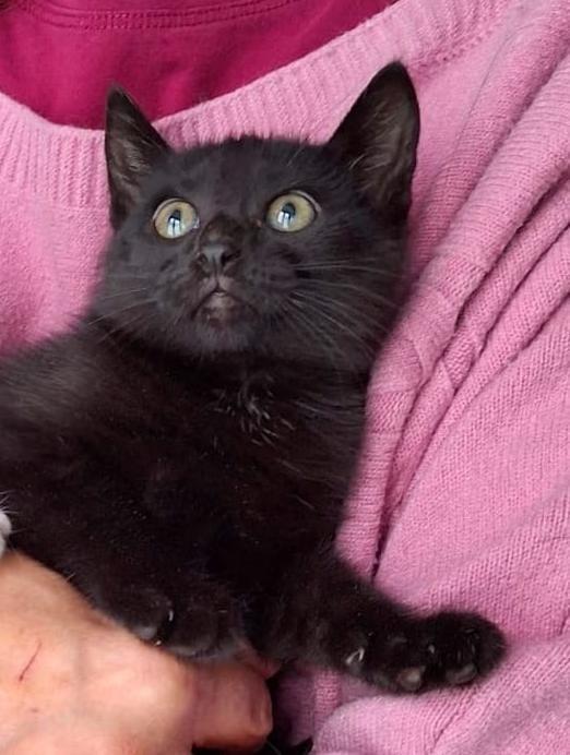 Pepe, micio peperino da cuore d'oro Foto 2