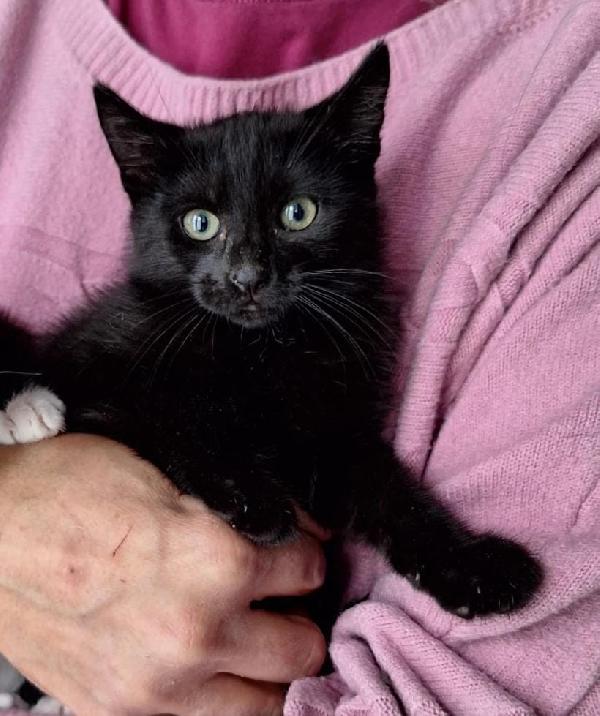 Pepe, micio peperino da cuore d'oro Foto 3