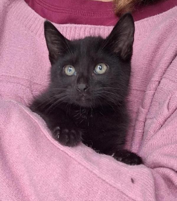 Pepe, micio peperino da cuore d'oro Foto 4