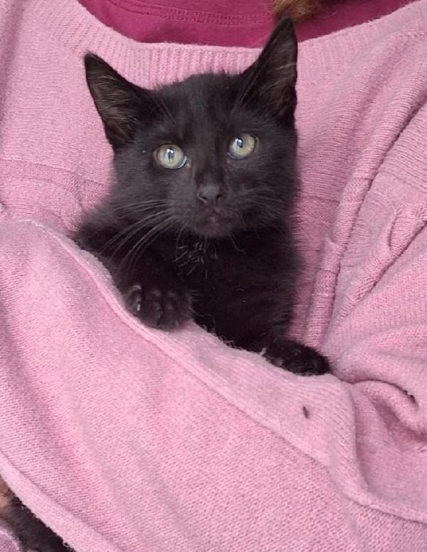 Pepe, micio peperino da cuore d'oro Foto 5