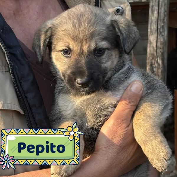 Pepito Dolce Cucciolo 60 Giorni Taglia Medio Piccola In Adozione