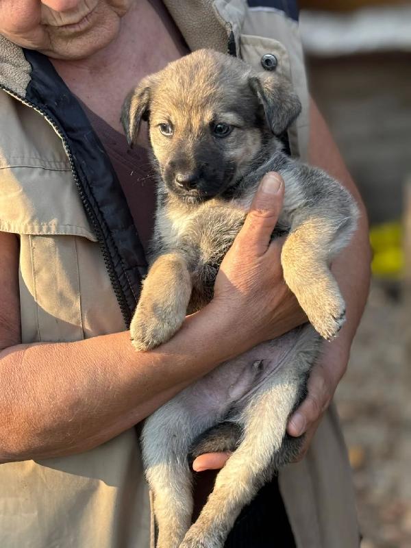 Pepito dolce cucciolo 60 giorni taglia medio piccola in adozione Foto 2