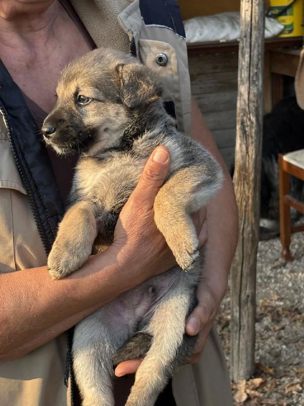 Pepito dolce cucciolo 60 giorni taglia medio piccola in adozione Foto 3