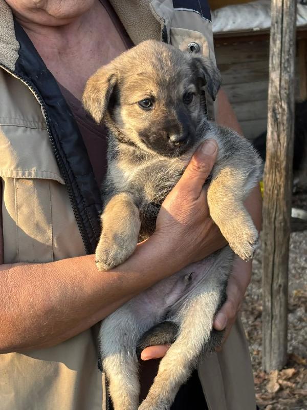 Pepito dolce cucciolo 60 giorni taglia medio piccola in adozione Foto 4