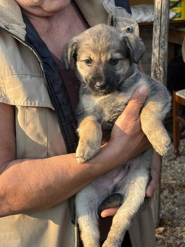 Pepito dolce cucciolo 60 giorni taglia medio piccola in adozione Foto 5