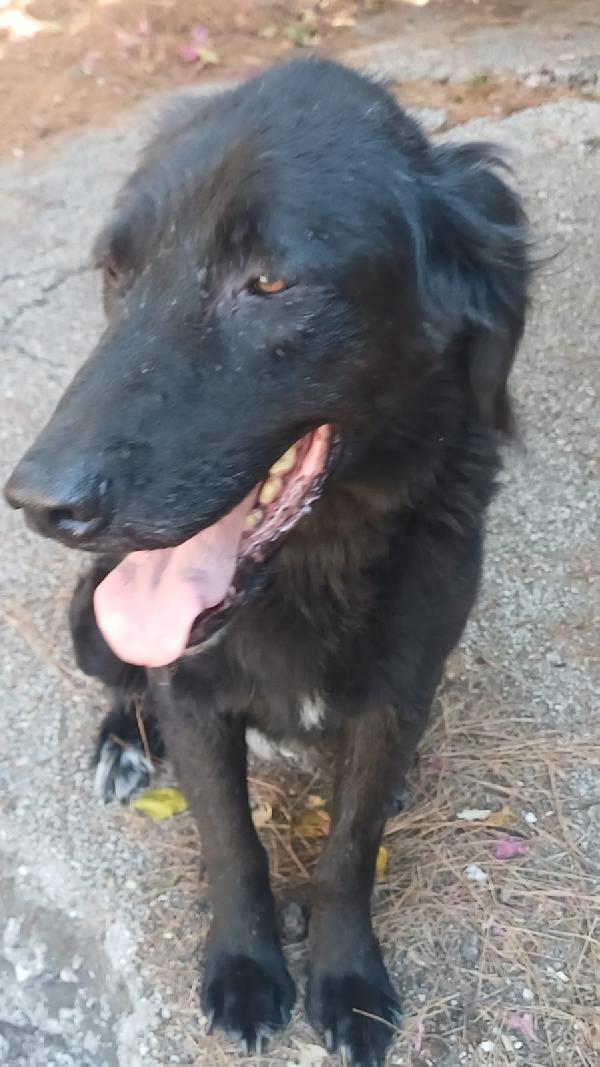 Luna: Adozione in tutta Italia Foto 2