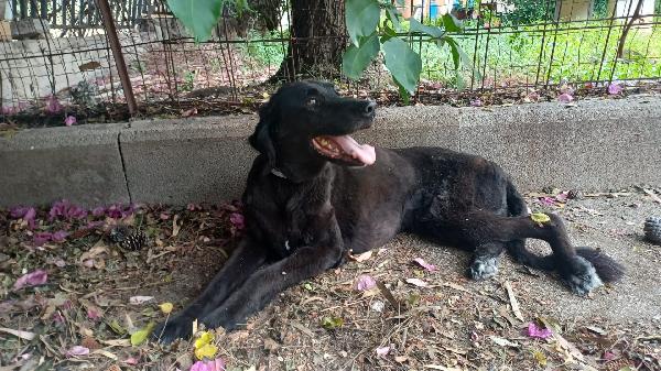 Luna: Adozione in tutta Italia Foto 3