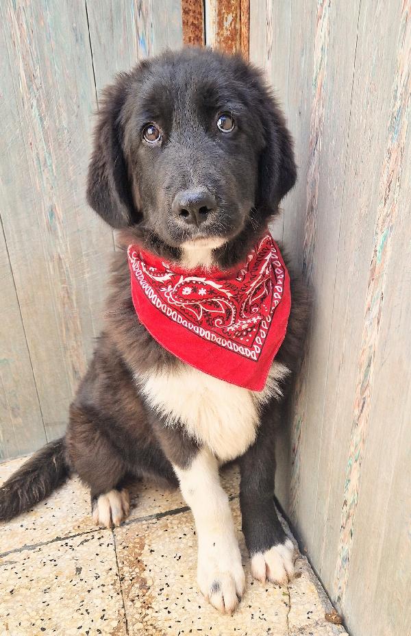 Chiama Per Quegli Occhioni Tristi.max,Adottabile In Tutta Italia!