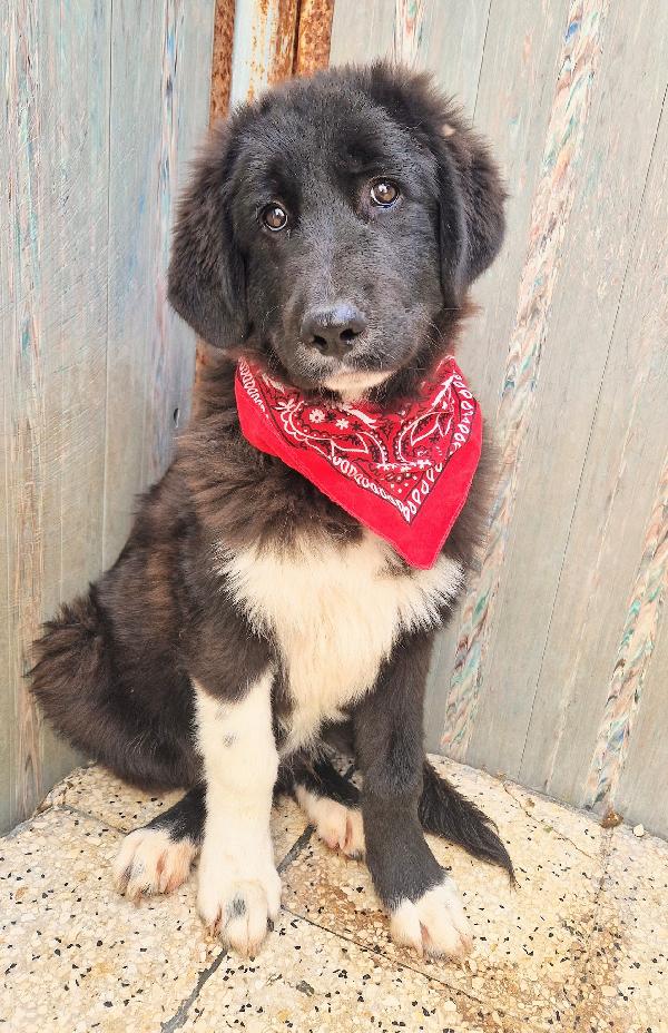 CHIAMA PER QUEGLI OCCHIONI TRISTI.MAX,ADOTTABILE IN TUTTA ITALIA! Foto 3