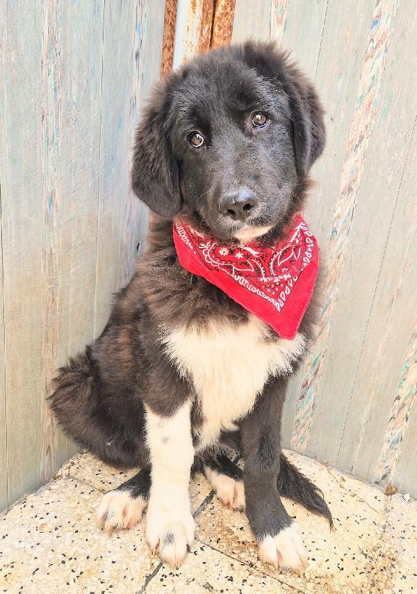 CHIAMA PER QUEGLI OCCHIONI TRISTI.MAX,ADOTTABILE IN TUTTA ITALIA! Foto 11