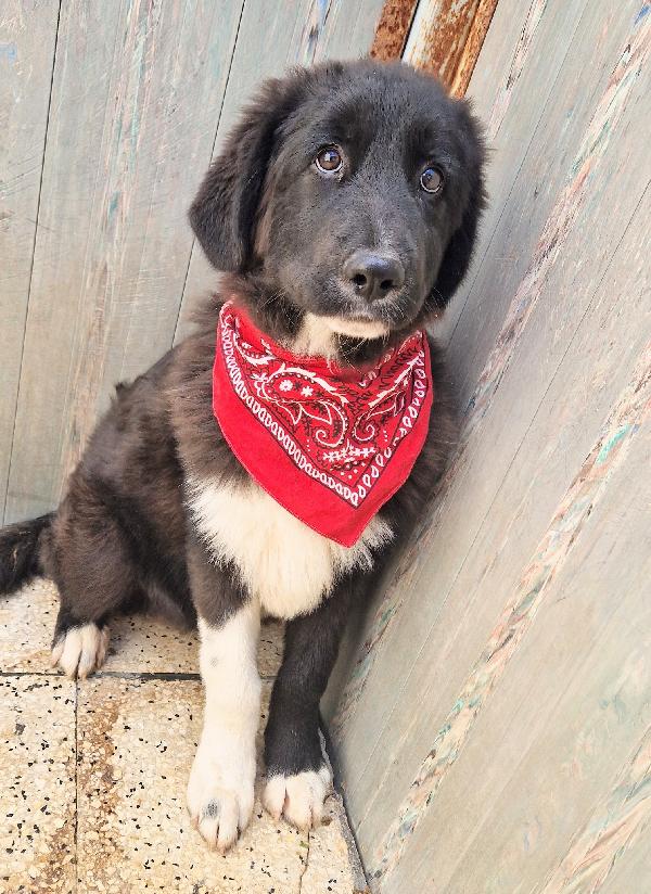 CHIAMA PER QUEGLI OCCHIONI TRISTI.MAX,ADOTTABILE IN TUTTA ITALIA! Foto 12