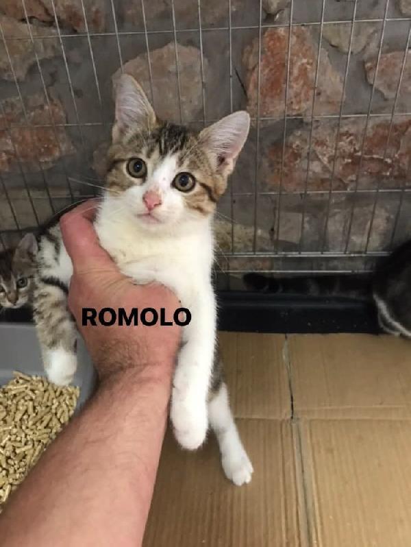 Romolo e remo Foto 2
