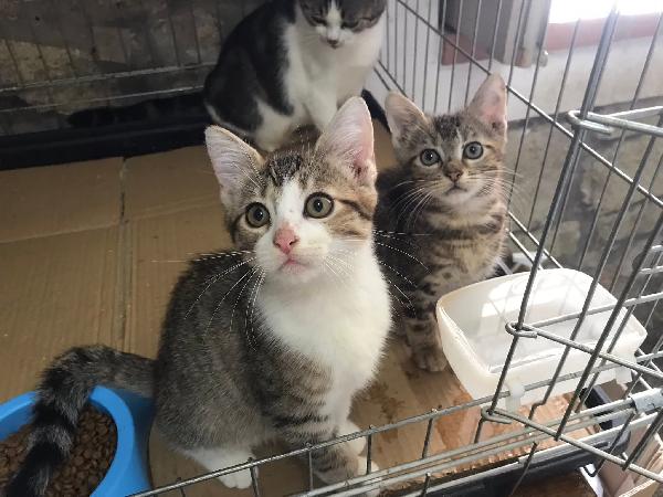 Romolo e remo Foto 3