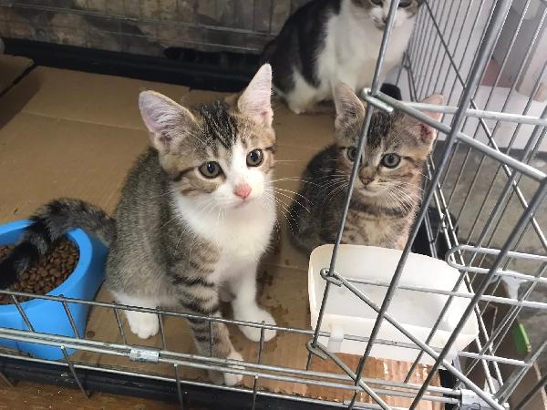 Romolo e remo Foto 4