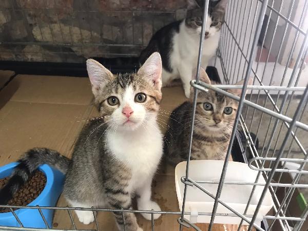 Romolo e remo Foto 5