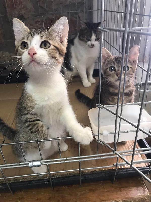 Romolo e remo Foto 7