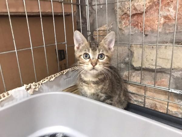 Romolo e remo Foto 8