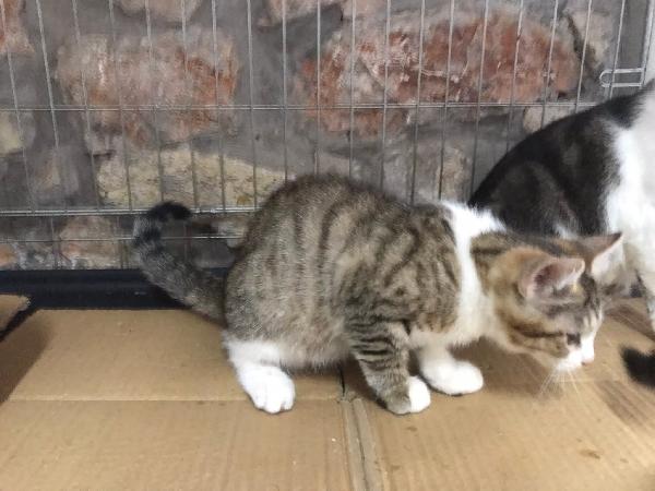 Romolo e remo Foto 9