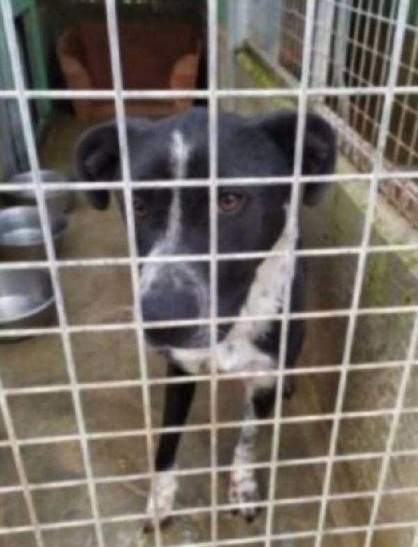 Fenice Salvata Tre Anni Fa..in Canile Senza Richieste