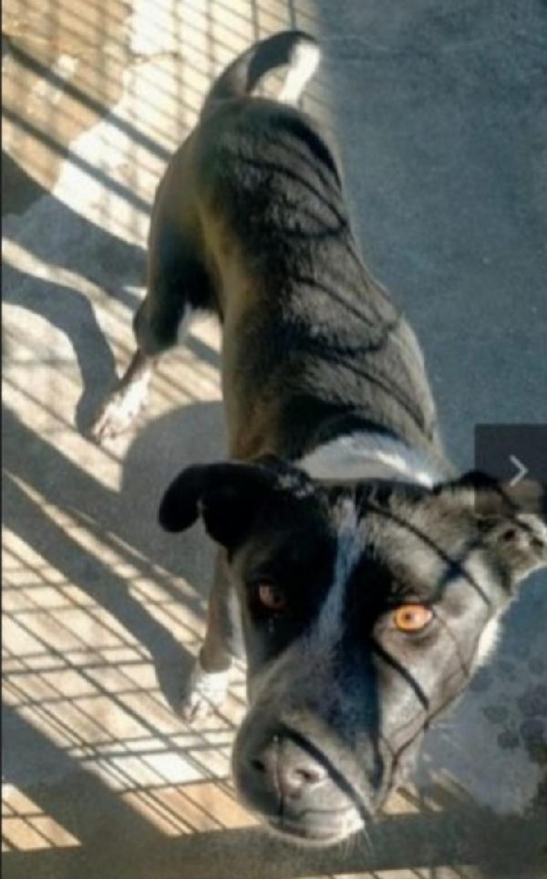 Fenice salvata tre anni fa..in canile senza richieste Foto 2