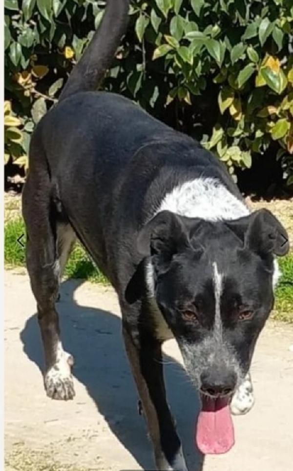 Fenice salvata tre anni fa..in canile senza richieste Foto 3