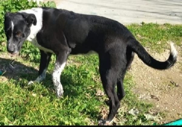 Fenice salvata tre anni fa..in canile senza richieste Foto 4