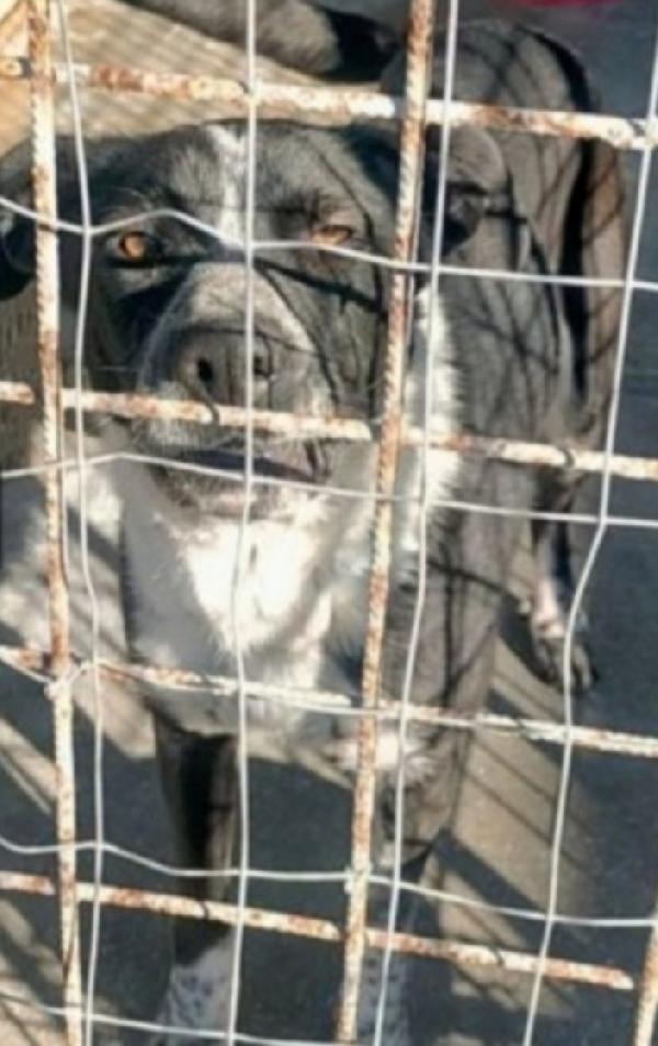 Fenice salvata tre anni fa..in canile senza richieste Foto 5