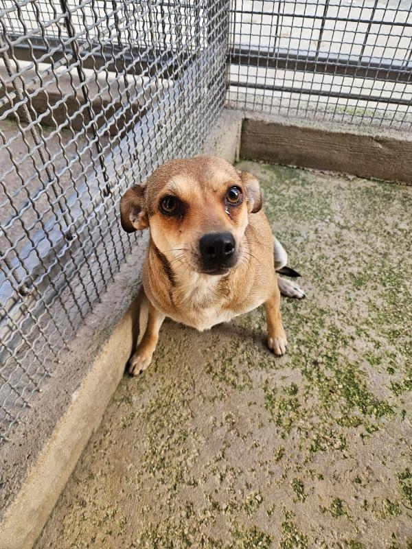 Fiamma: 1 Anno, Taglia Piccola, Socievole 