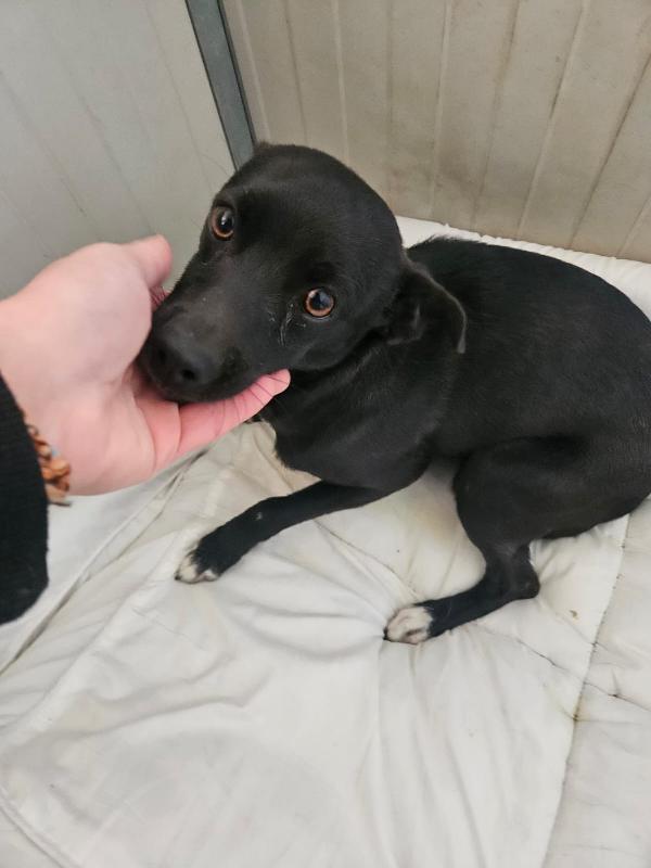 Carbone: Taglia Piccola, Dolce E Socievole 