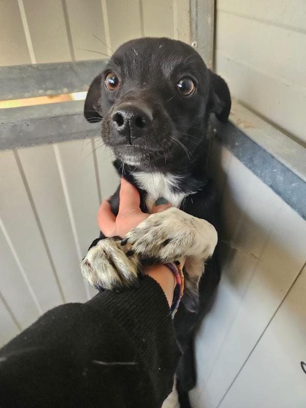 Arrosto: Taglia Piccola, Dolce E Affettuoso 