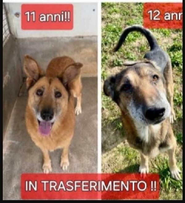 2 Anziani Simil Pastorini In Deportazione 