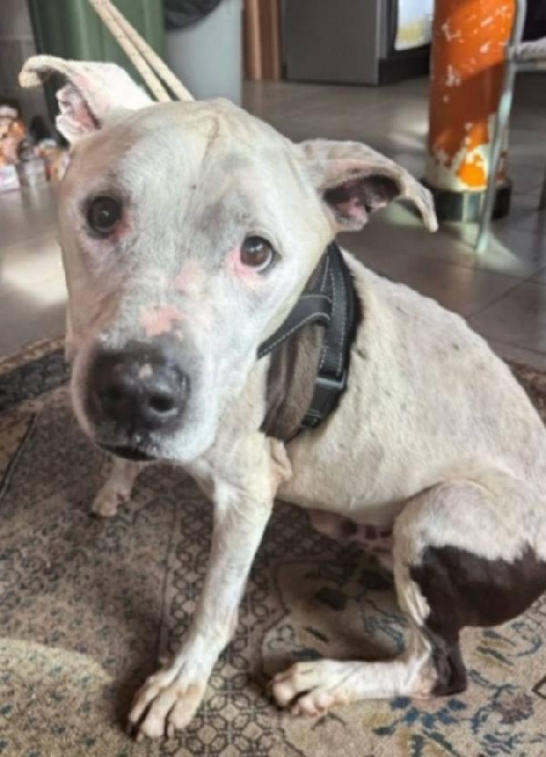 Pitbull Anziano Possibile Nessuno Lo Voglia Adottare?