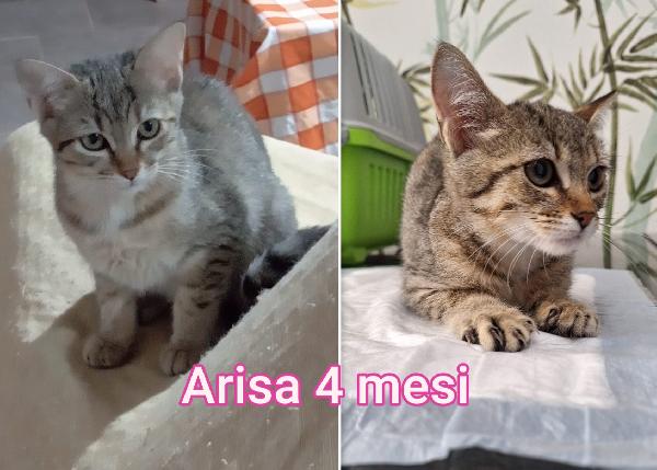 Micini Senza Famiglia! Miao 