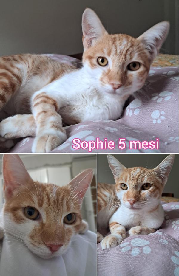 MICINI SENZA FAMIGLIA! Miao  Foto 2