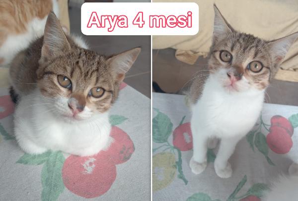 MICINI SENZA FAMIGLIA! Miao  Foto 4