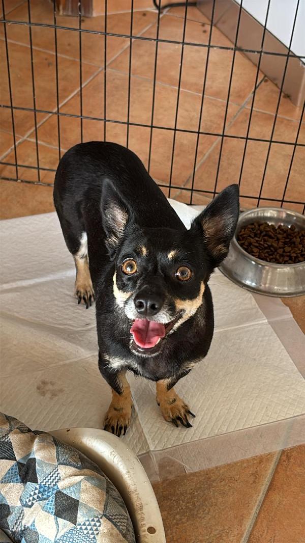 Giudy: Cagnolina Taglia Piccola