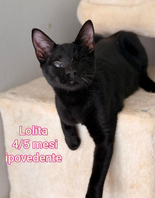 SALVA UN GATTINO! Foto 2