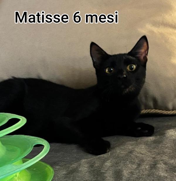 SALVA UN GATTINO! Foto 4