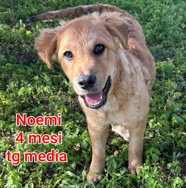 ADOTTA UN CUCCIOLO! Foto 2