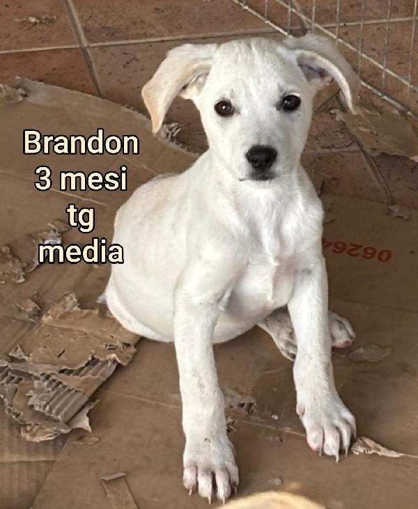 ADOTTA UN CUCCIOLO! Foto 9