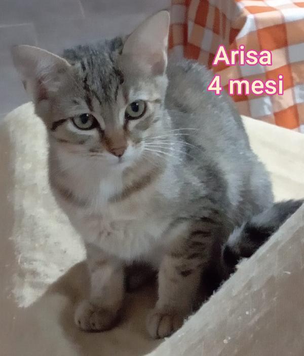 Micetti senza casa né amore  Foto 4