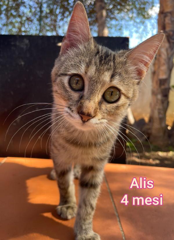 Micetti senza casa né amore  Foto 8