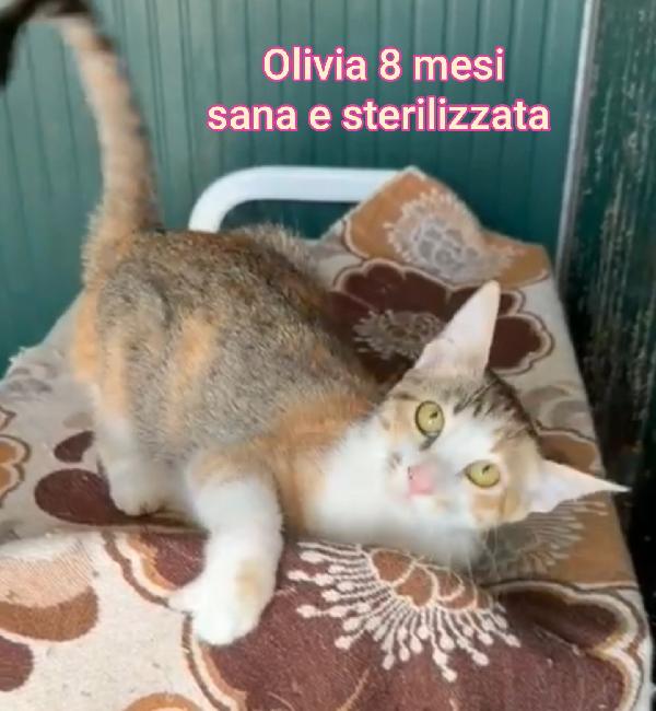 Micetti senza casa né amore  Foto 10