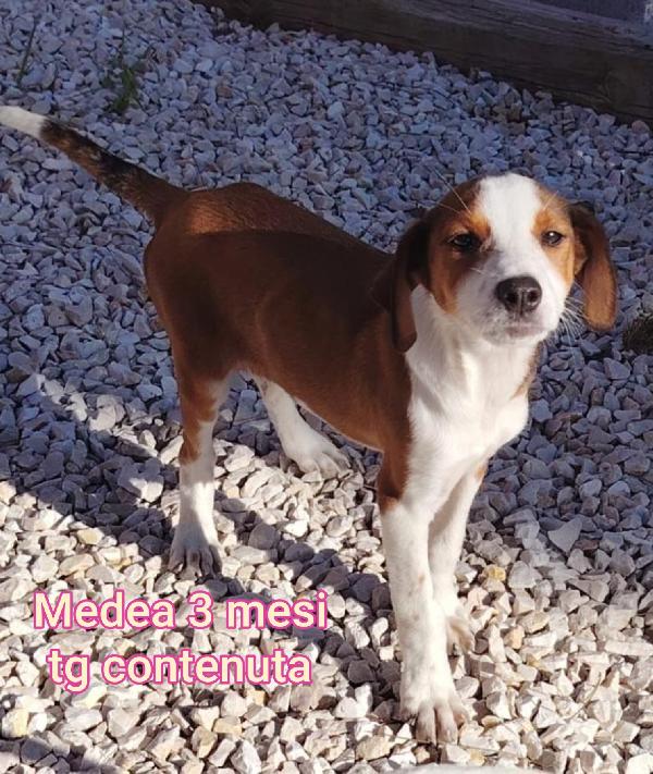 Cuccioli buttati a morire  Foto 4