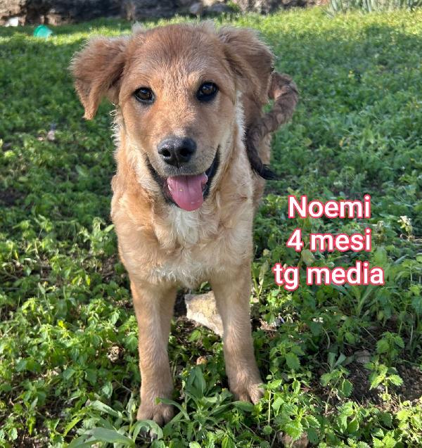 Cuccioli buttati a morire  Foto 6