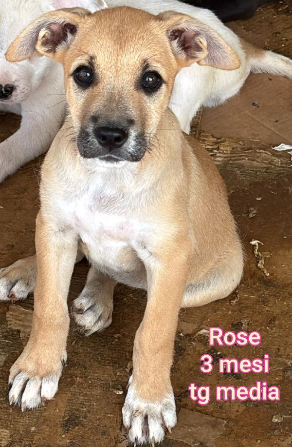 Cuccioli buttati a morire  Foto 7