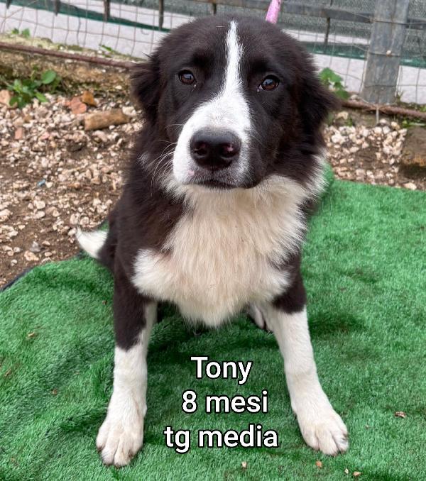 Cuccioli buttati a morire  Foto 10