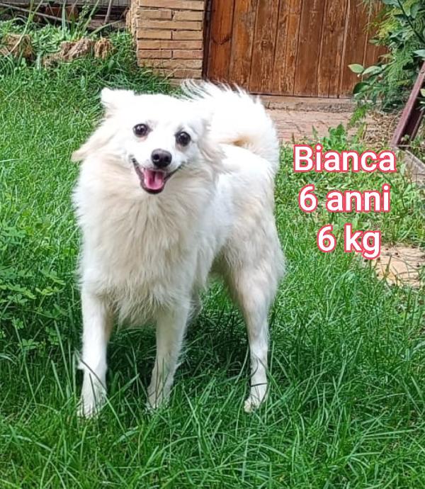 Piccoli Cagnolini Senza Casa