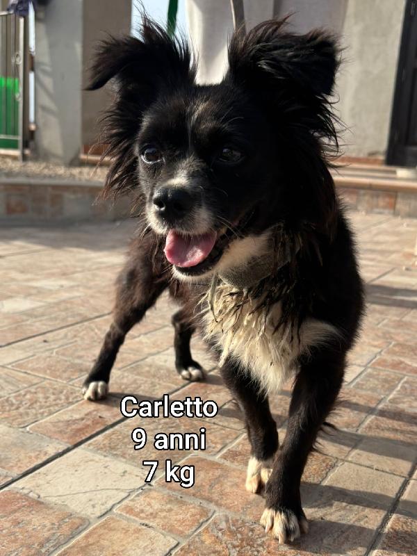 Piccoli cagnolini senza casa Foto 5